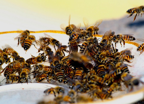 Arıların müthiş özellikleri